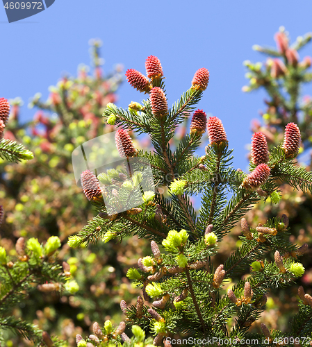 Image of springtime close up