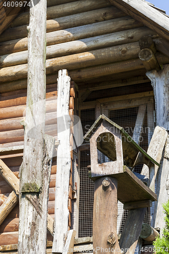 Image of wood pigeon, close-up