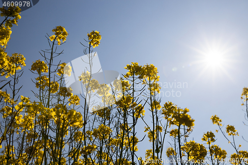 Image of Yellow blossoming rape