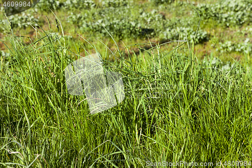 Image of green grass