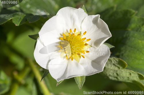 Image of strawberry blossoming