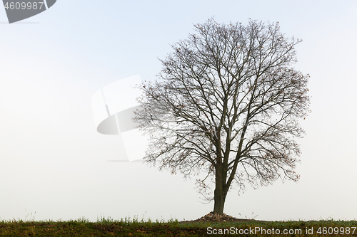 Image of tree on a hill