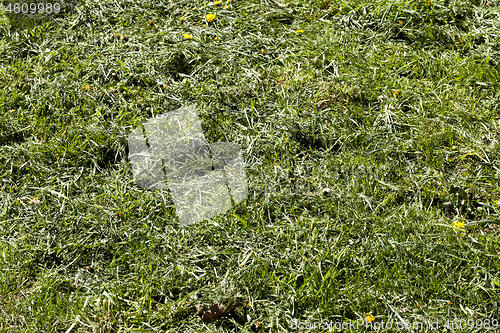 Image of Mowed hay