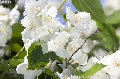 Image of White jasmine flowers
