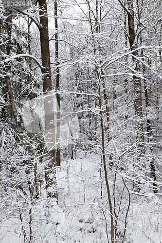 Image of Snow drifts in winter