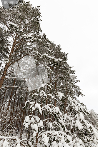 Image of tree with snow