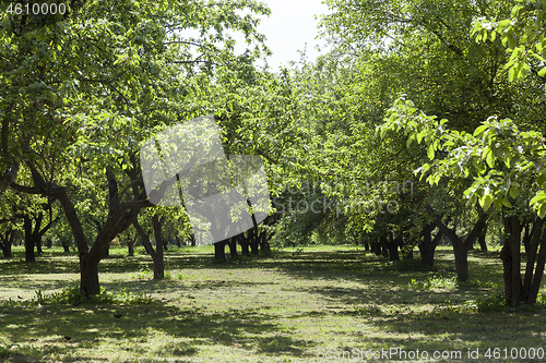 Image of green public park.