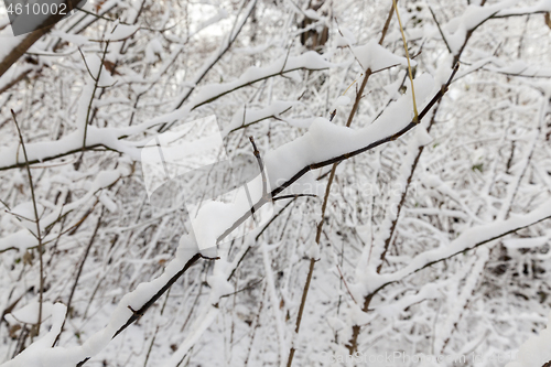 Image of snow covered trees