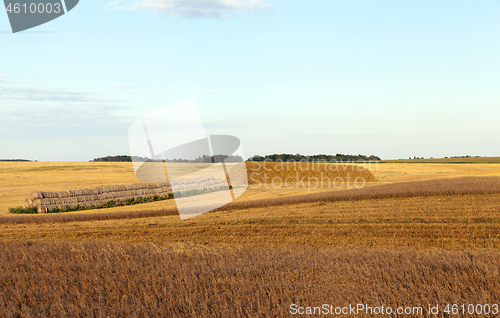 Image of An agricultural field with a crop