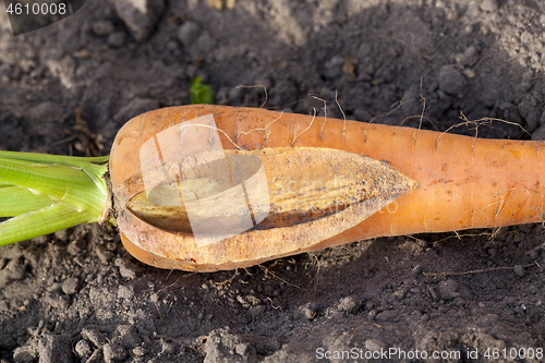 Image of Cracked carrots, close-up
