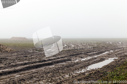 Image of the harvest of sugar beet