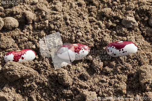 Image of sowing of beans