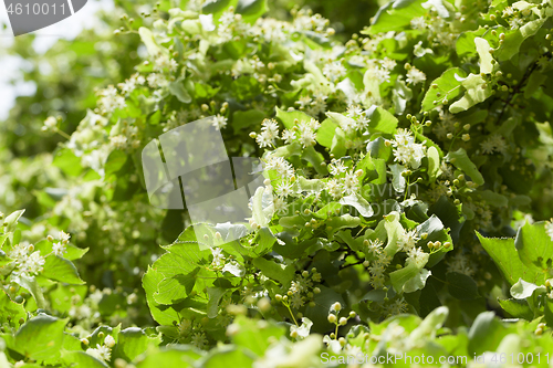 Image of flowering linden trees