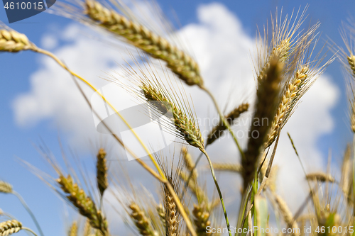 Image of Ears of wheat