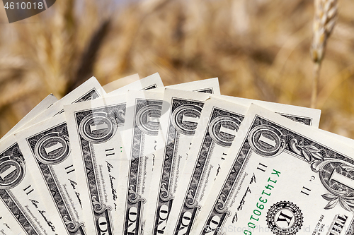 Image of wheat and money