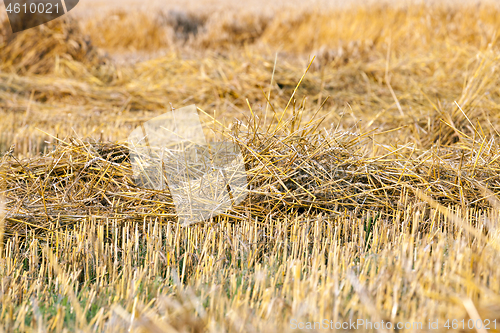 Image of straw soil crop