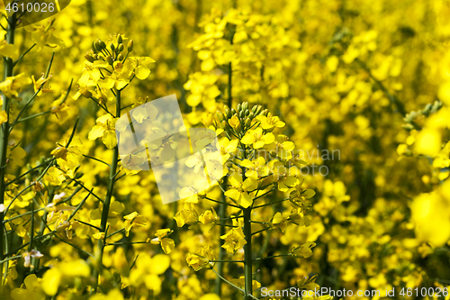 Image of Yellow rape flower