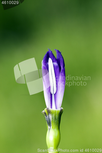 Image of Blue Iris