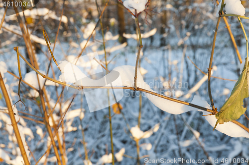 Image of snow-covered branches of a bush