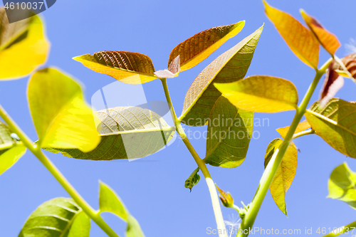 Image of Spring garden, close-up