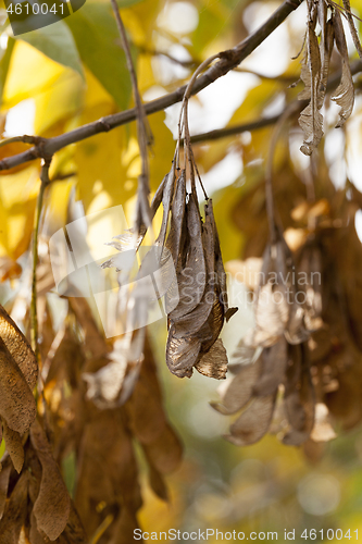 Image of Yellow foliage, autumn