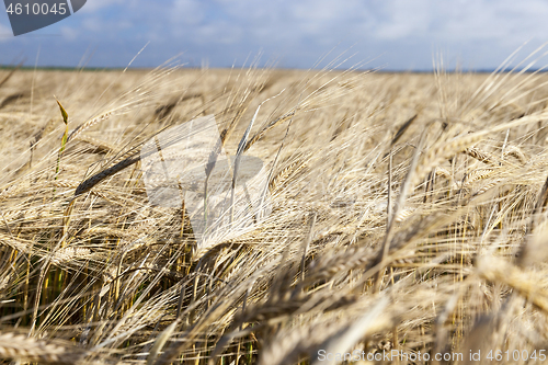 Image of agricultural field and blue sky