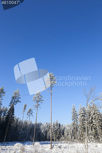 Image of forest trees