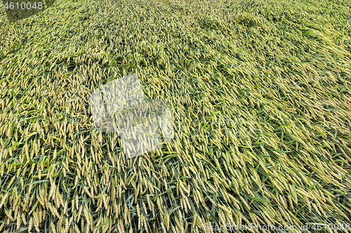 Image of wheat field in belarus