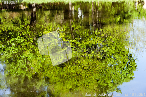 Image of Green leaves reflecting in water