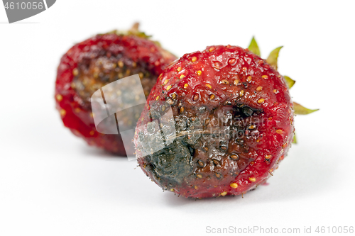 Image of Rotten strawberry