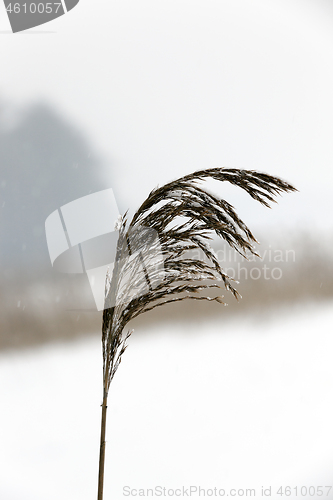 Image of dry grass in the winter