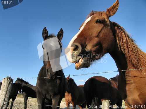 Image of Horses