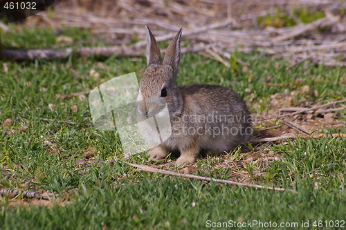 Image of Cottontail A