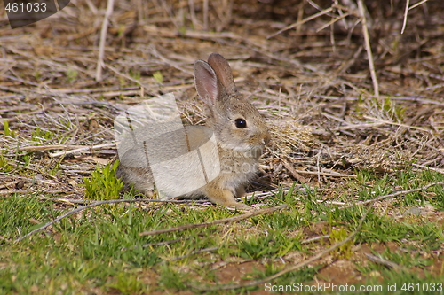 Image of Cottontail B