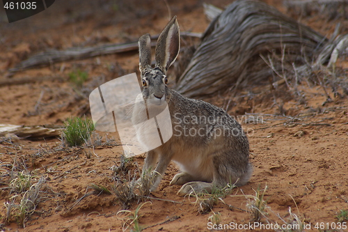 Image of Jack Rabbit C