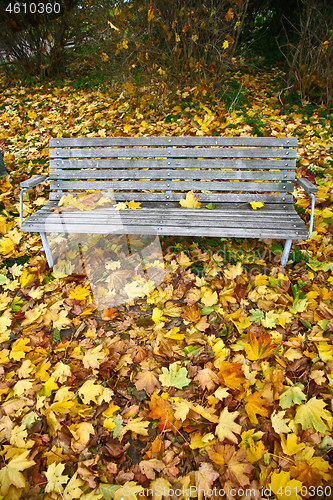 Image of beanch with dead leaves in autumn in Denmark