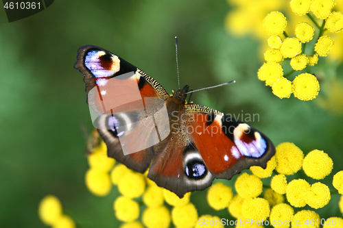 Image of Red butterfly