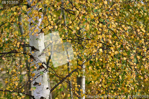 Image of Nature details