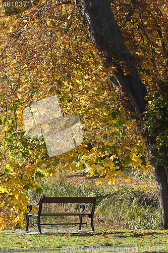 Image of beanch with dead leaves in autumn in Denmark