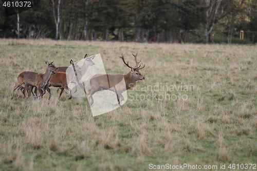 Image of Deers