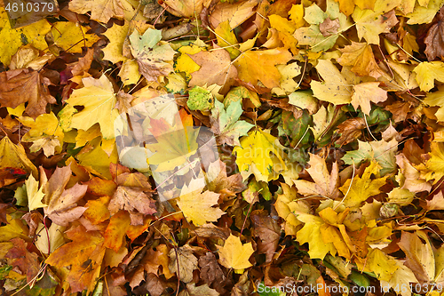 Image of autumn in Denmark