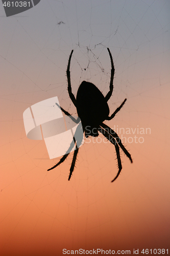 Image of spider