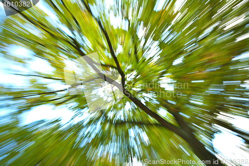 Image of Trees in autumn in denmark