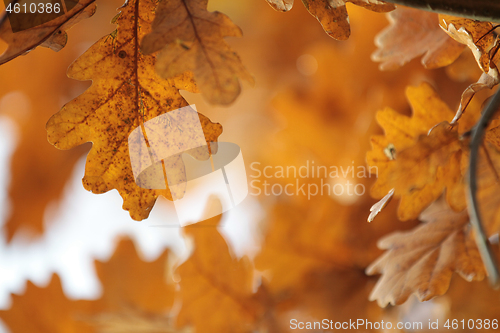 Image of Oak leaves closeup