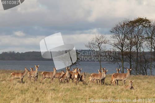 Image of Deers