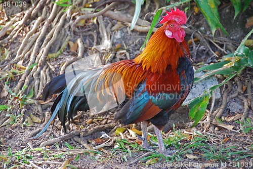 Image of Rooster A