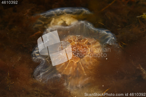 Image of Octopus at the beach 