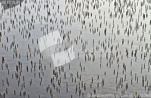 Image of Reeds on a lake