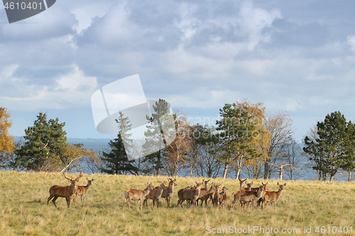 Image of Deers