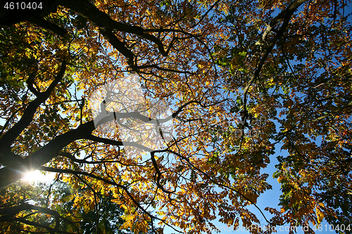 Image of Trees in autumn in denmark